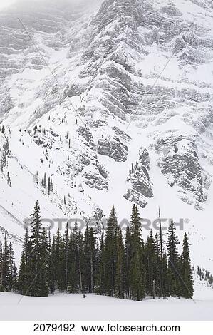 Evergreen trees on a shoreliine of a snow covered lake against a snowy mountain wall; kananaskis country alberta canada View Large Photo Image Stock Image - Evergreen trees on a shoreliine of a snow covered lake against a snowy mountain wall; kananaskis country alberta canada. Fotosearch