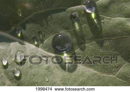 Extreme Close Up Of Rain Drops On A Canola Leaf; High River Alberta Canada View Large Photo Image Picture - Extreme Close Up Of Rain Drops On A Canola Leaf; High River Alberta Canada. Fotosearch