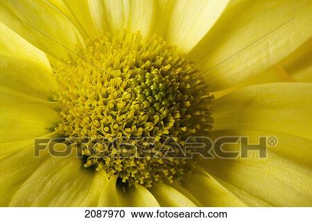 Extreme close up of the centre of a yellow daisy; calgary alberta canada View Large Photo Image Stock Image - Extreme close up of the centre of a yellow daisy; calgary alberta canada. Fotosearch