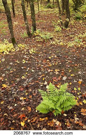 Fall Foliage And Leaves On The Ground; Thunder Bay Ontario Canada View Large Photo Image Stock Photo - Fall Foliage And Leaves On The Ground; Thunder Bay Ontario Canada. Fotosearch