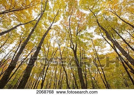 Fall Foliage On The Trees; Thunder Bay Ontario Canada View Large Photo Image Stock Photo - Fall Foliage On The Trees; Thunder Bay Ontario Canada. Fotosearch