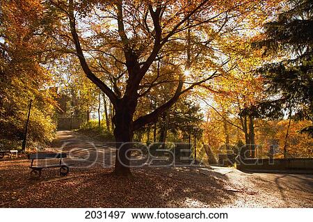 Stock Photo - Fallen Leaves Cover The Ground Where A Park Bench Sits Under A Tree In Autumn; Durham England. Fotosearch