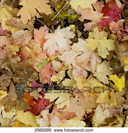 Stock Photo - Fallen Leaves In Autumn Colours; Utah United States Of America. Fotosearch