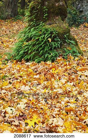 Stock Photo - Fallen leaves on the ground in autumn in a park in the columbia river gorge national scenic area; oregon united states of america. Fotosearch