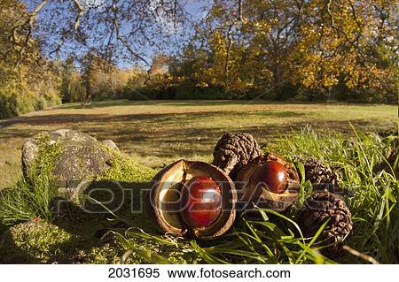 Fallen Pine Cones And Nuts On The Ground In Autumn; Scottish Borders Scotland View Large Photo Image Stock Photography - Fallen Pine Cones And Nuts On The Ground In Autumn; Scottish Borders Scotland. Fotosearch