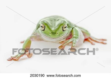 Fat Green Tree Frog On A White Background View Large Photo Image Stock Image - Fat Green Tree Frog On A White Background. Fotosearch