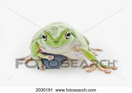 Fat Green Tree Frog On A White Background View Large Photo Image Stock Image - Fat Green Tree Frog On A White Background. Fotosearch