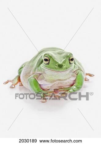 Stock Photo - Fat Green Tree Frog On A White Background. Fotosearch