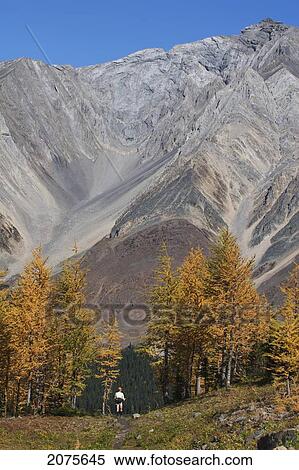 Female Hiker In The Distance In A Mountain Meadow With Golden Larch Trees In The Fall With A Mountain In The Distance And Blue Sky; Alberta Canada View Large Photo Image Stock Photography - Female Hiker In The Distance In A Mountain Meadow With Golden Larch Trees In The Fall With A Mountain In The Distance And Blue Sky; Alberta Canada. Fotosearch