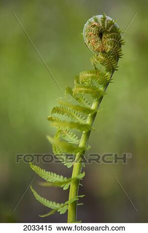 Stock Photography - Fern Branch Opening In Spring; Thunder Bay Ontario Canada. Fotosearch