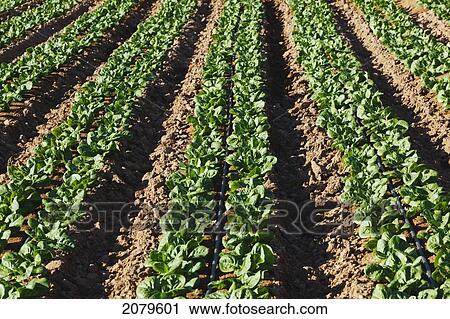 Fields growing lettuce near venta del pobre; almeria province spain View Large Photo Image Stock Image - Fields growing lettuce near venta del pobre; almeria province spain. Fotosearch