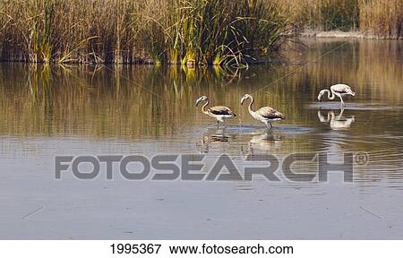 Stock Photo - Flamingos In Tablas De Daimiel National Park; Ciudad Real Province Spain. Fotosearch