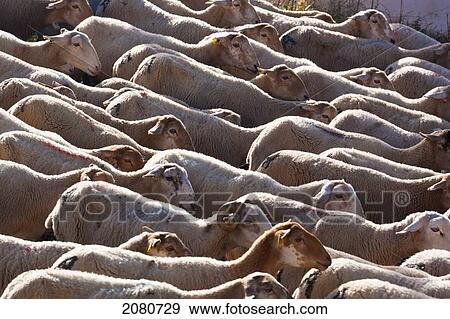 Flock of sheep; burunchel jaen province andalusia spain View Large Photo Image Stock Photo - Flock of sheep; burunchel jaen province andalusia spain. Fotosearch