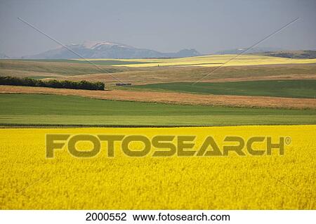 Flowering Canola Fields Mixed With Fields Of Green Wheat Rolling Hills And Mountains In The Distance; Alberta Canada View Large Photo Image Stock Image - Flowering Canola Fields Mixed With Fields Of Green Wheat Rolling Hills And Mountains In The Distance; Alberta Canada. Fotosearch