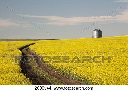 Flowering Canola With Grain Bins In The Background And Tractor Tracks In The Field; Alberta Canada View Large Photo Image Picture - Flowering Canola With Grain Bins In The Background And Tractor Tracks In The Field; Alberta Canada. Fotosearch