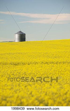 Flowering Canola With Grain Bins In The Background With Blue Sky And Clouds; Alberta Canada View Large Photo Image Stock Photo - Flowering Canola With Grain Bins In The Background With Blue Sky And Clouds; Alberta Canada. Fotosearch