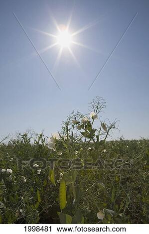 Flowering Peas And Pea Pods With A Sunburst And Blue Sky; Alberta Canada View Large Photo Image Stock Image - Flowering Peas And Pea Pods With A Sunburst And Blue Sky; Alberta Canada. Fotosearch