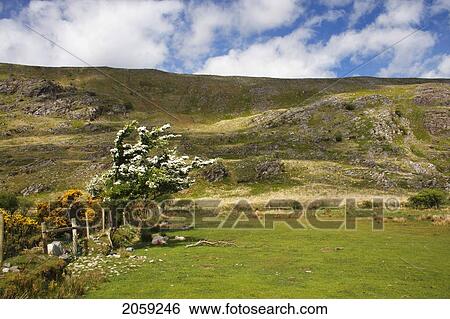 Stock Photograph - Flowering Tree In A Field In The Gap Of Dunloe Valley Outside Killarney; County Kerry Munster Ireland. Fotosearch
