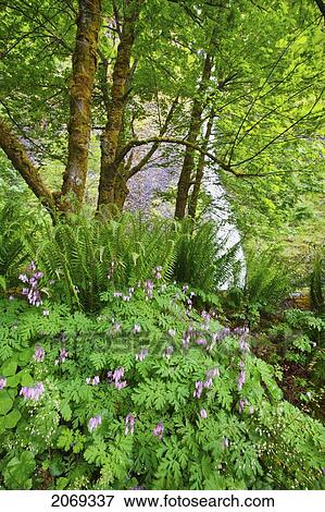 Stock Photo - Flowers And Ferns At Horsetail Falls In The Columbia River Gorge National Scenic Area; Oregon United States Of America. Fotosearch