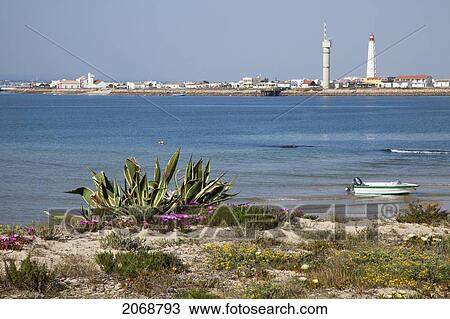 Stock Image - Flowers Grow On The Shore With A Lighthouse In The Distance Near Faro; Algarve Portugal. Fotosearch