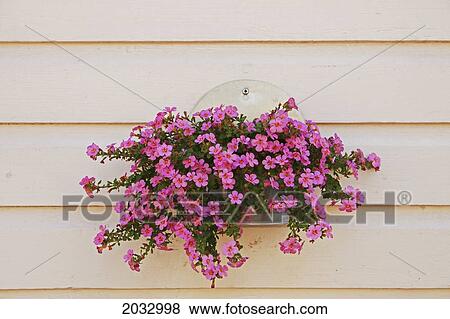 Stock Photo - Flowers Hanging Outside A Wooden House In The Old Town; Porvoo Finland. Fotosearch