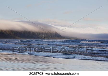 Stock Photo - Fog Forms Over The Temperate Rainforest Along Long Beach In Pacific Rim National Park Near Tofino; British Columbia Canada. Fotosearch