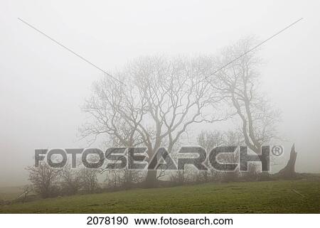 Fog over a field and trees; northumberland england View Large Photo Image Stock Image - Fog over a field and trees; northumberland england. Fotosearch