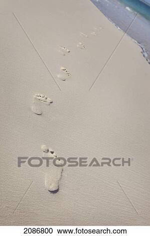 Footprints in the sand leading to the water; punta cana la altagracia dominican republic View Large Photo Image Stock Image - Footprints in the sand leading to the water; punta cana la altagracia dominican republic. Fotosearch