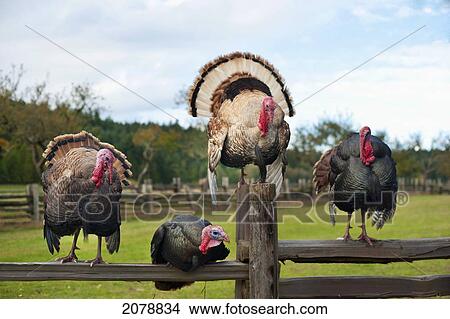 Four turkeys sitting on a wooden fence; saanichton british columbia canada View Large Photo Image Picture - Four turkeys sitting on a wooden fence; saanichton british columbia canada. Fotosearch