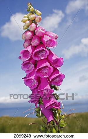 Foxglove (Digitalis) Flowers On The Beara Peninsula In West Cork; County Cork Munster Ireland View Large Photo Image Stock Photo - Foxglove (Digitalis) Flowers On The Beara Peninsula In West Cork; County Cork Munster Ireland. Fotosearch