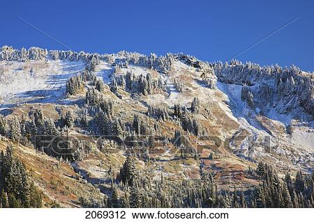 Fresh Snow On Autumn Colours In Mount Rainier National Park; Washington United States Of America View Large Photo Image Stock Image - Fresh Snow On Autumn Colours In Mount Rainier National Park; Washington United States Of America. Fotosearch