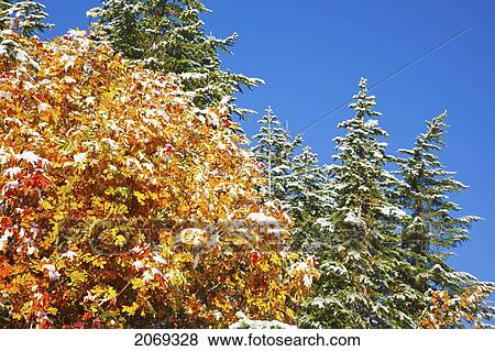 Stock Photo - Fresh Snow On Autumn Colours In Mt. Rainier National Park; Washington United States Of America. Fotosearch