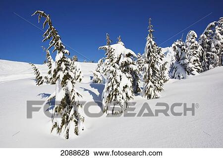 Fresh winter snow on mount hood oregon cascades; oregon united states of america View Large Photo Image Stock Photo - Fresh winter snow on mount hood oregon cascades; oregon united states of america. Fotosearch