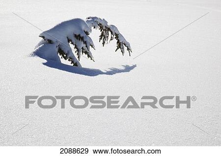Stock Photo - Fresh winter snow weighing down a tree on mount hood oregon cascades; oregon united states of america. Fotosearch