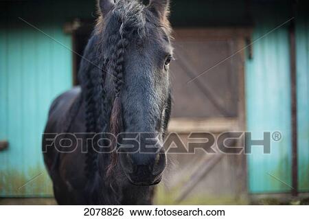 Friesian horse in front of a barn; saanichton british columbia canada View Large Photo Image Stock Photograph - Friesian horse in front of a barn; saanichton british columbia canada. Fotosearch