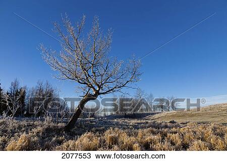 Frost covered grass in a field and blue sky; parkland county alberta canada View Large Photo Image Stock Image - Frost covered grass in a field and blue sky; parkland county alberta canada. Fotosearch