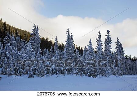 Frosted snow covered evergreen trees along snow covered lake with sunlit clouds and blue sky; alberta canada View Large Photo Image Stock Photograph - Frosted snow covered evergreen trees along snow covered lake with sunlit clouds and blue sky; alberta canada. Fotosearch