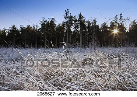Frosty Grass With The Sunlight Shining Through The Trees; Northumberland England View Large Photo Image Stock Photo - Frosty Grass With The Sunlight Shining Through The Trees; Northumberland England. Fotosearch