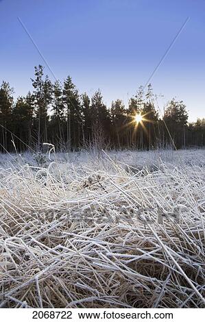 Frozen Grass With Sunlight Shining Through The Trees; Northumberland England View Large Photo Image Stock Image - Frozen Grass With Sunlight Shining Through The Trees; Northumberland England. Fotosearch
