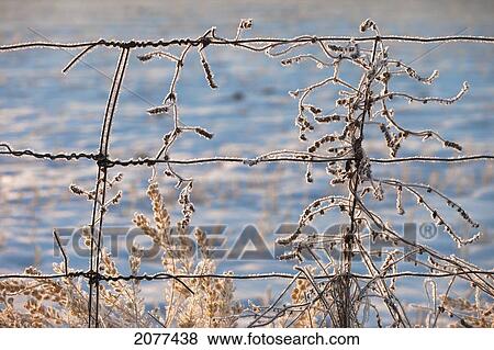 Frozen plants along a barbed wire fence in winter; parkland county alberta canada View Large Photo Image Stock Photo - Frozen plants along a barbed wire fence in winter; parkland county alberta canada. Fotosearch