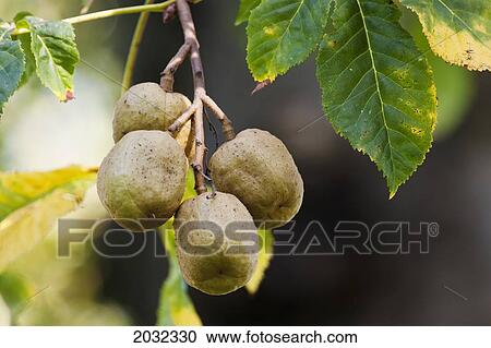 Fruit Growing On A Tree; North Yorkshire England View Large Photo Image Stock Image - Fruit Growing On A Tree; North Yorkshire England. Fotosearch