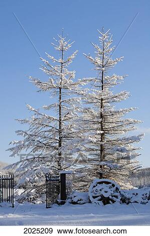 Gate And Old Wagon Wheel Covered In Snow; Iron Hill Quebec Canada View Large Photo Image Stock Photo - Gate And Old Wagon Wheel Covered In Snow; Iron Hill Quebec Canada. Fotosearch