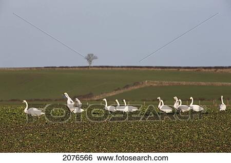 Geese walking in a row across a field; northumberland england View Large Photo Image Stock Photograph - Geese walking in a row across a field; northumberland england. Fotosearch