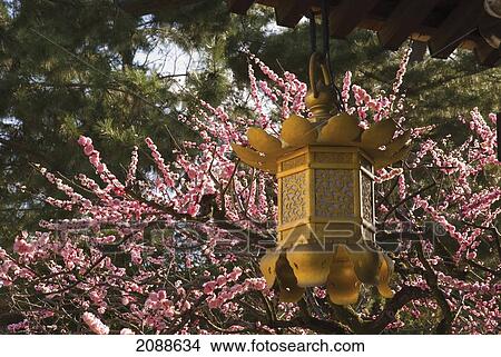 Golden lantern with cherry blossoms in the background; kyoto city kyoto japan View Large Photo Image Picture - Golden lantern with cherry blossoms in the background; kyoto city kyoto japan. Fotosearch