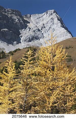 Stock Photograph - Golden Larch Trees In The Fall And A Mountain In The Distance With Blue Sky; Alberta Canada. Fotosearch
