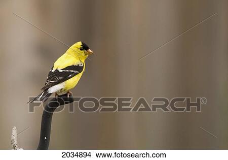 Goldfinch (Carduelis Tristis); Toronto Quebec Canada View Large Photo Image Picture - Goldfinch (Carduelis Tristis); Toronto Quebec Canada. Fotosearch