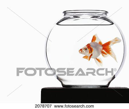 Goldfish in a bowl; edmonton alberta canada View Large Photo Image Stock Photo - Goldfish in a bowl; edmonton alberta canada. Fotosearch