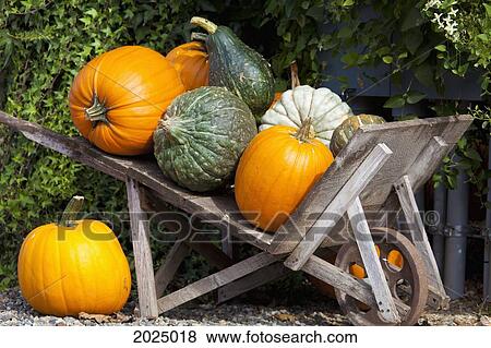 Stock Photo - Gourds And Pumpkins In Old Fashioned Wheelbarrow; Everson Washington United States Of America. Fotosearch