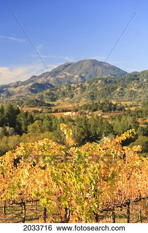 Stock Photograph - Grape Vines At Castello Di Amorosa Winery In Autumn; California United States Of America. Fotosearch