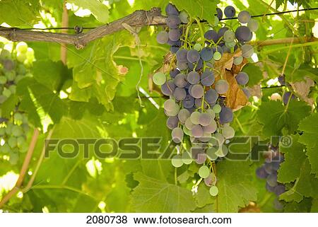 Grapes on a vine; chacras de coria mendoza argentina View Large Photo Image Stock Photo - Grapes on a vine; chacras de coria mendoza argentina. Fotosearch